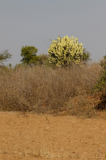 Pagan-Phaya Thon Zu-006